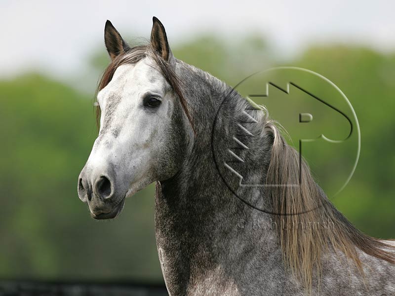 Roan-1-JULY-09.jpg