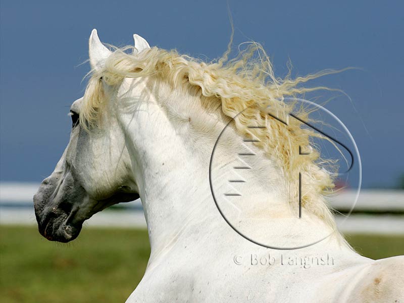 White-01-JULY-09.jpg