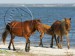 BankerPonies-1-JULY-09.jpg