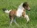 Foal-1-JULY-09.jpg