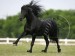 Friesian-1-JULY-09.jpg