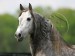 Roan-1-JULY-09.jpg